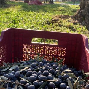 Gurme Serisi - Yuvarlama Siyah Zeytin 1 No (200-220 Dane) 1900 Gr