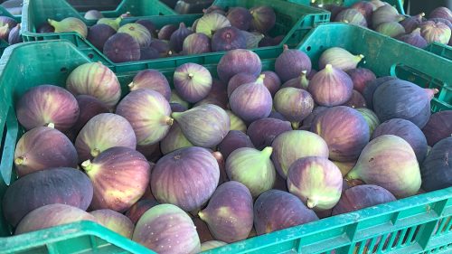 CWEP2998 Bahçe'den Bursa Siyahı Siyah İncir 2,5 Kg (1 Kasa)