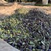 Dökme Çiğ Yeşil Zeytin 1 No (200-220 Dane)