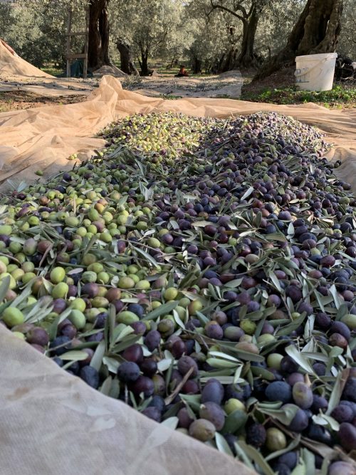 Dökme Çiğ Yeşil Zeytin 1 No (200-220 Dane)