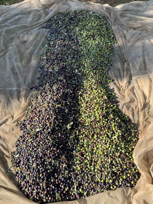 Dökme Çiğ Yeşil Zeytin 1 No (200-220 Dane)