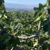 LWUQ0659 Bahçe'den Bursa Siyahı Siyah İncir 2,5 Kg (1 Kasa)