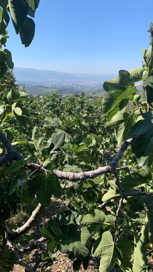 LWUQ0659 Bahçe'den Bursa Siyahı Siyah İncir 2,5 Kg (1 Kasa)
