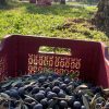 Dökme Çiğ Zeytin 2 No ( 220-260 Dane)