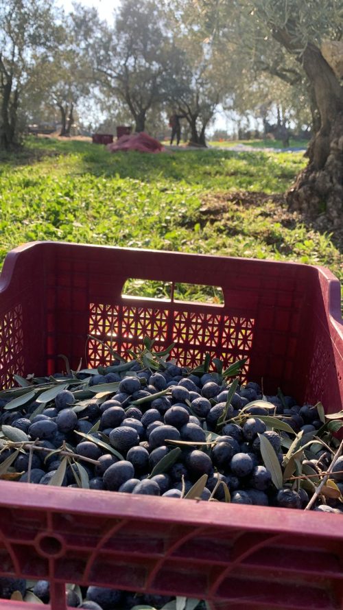 Dökme Çiğ Zeytin 2 No ( 220-260 Dane)