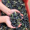 Dökme Çiğ Zeytin 2 No ( 220-260 Dane)