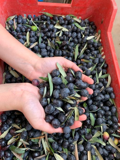Dökme Çiğ Zeytin 2 No ( 220-260 Dane)
